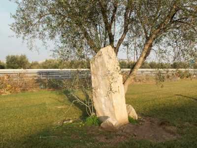 All'interno dell'Euro Progea di Modugno, sul prato davanti a un ulivo il menhir Castelberg (foto presa dal sito pugliamegalitica)